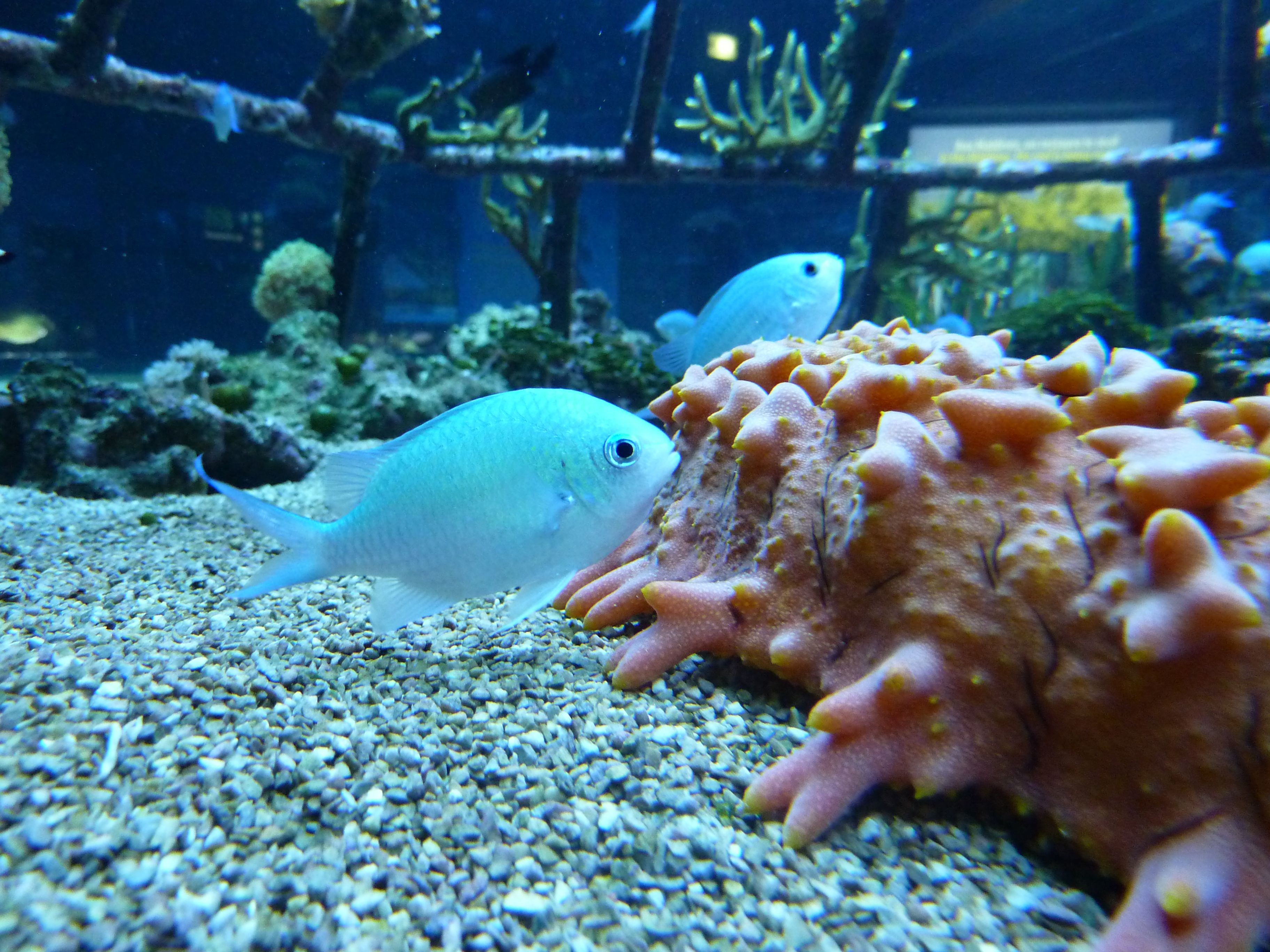 L&rsquo;&eacute;levage contr&ocirc;l&eacute; de Chromis viridis : une avanc&eacute;e majeure en aquaculture